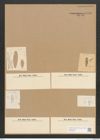 Diatomeae indet. Zeichnungen Sammlung Grunow Nr. 5138 (NHMW-BOT-W0373452)